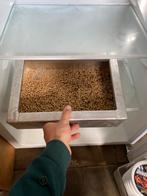 NIEUW Volop maden en wormen en casters te koop, Overige typen, Nieuw, S, H