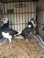 Jonge postduiven, Dieren en Toebehoren, Vogels | Duiven, Meerdere dieren, Postduif