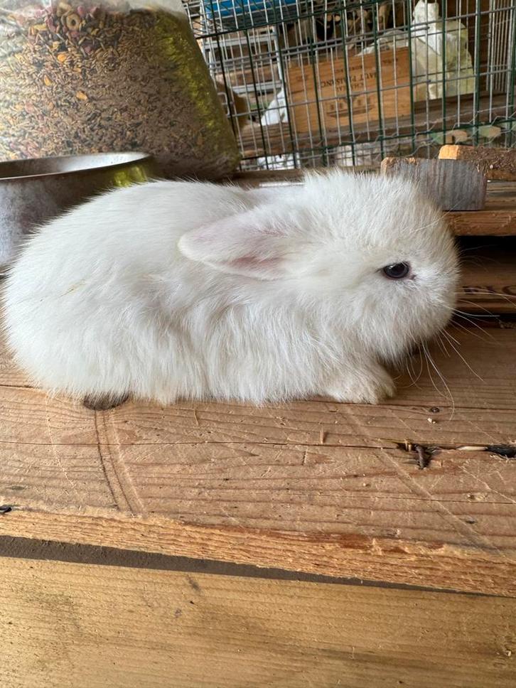 Minilops met blauwe oogjes, Dieren en Toebehoren, Konijnen, Dwerg, Meerdere dieren