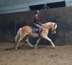 Leuke 4jarige haflingermerrie, Dieren en Toebehoren, Pony's, Merrie, Zadelmak, 3 tot 6 jaar, Recreatiepony