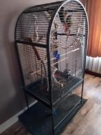 Wegens omstandigheden 2 mooie pyrrhuas, Dieren en Toebehoren, Mannelijk, Tam