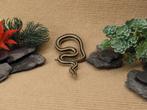 Rosy Boa – Trivirgata Trivirgata (Mexicaan) – Mannetje, Dieren en Toebehoren, Slang, Tam, 0 tot 2 jaar