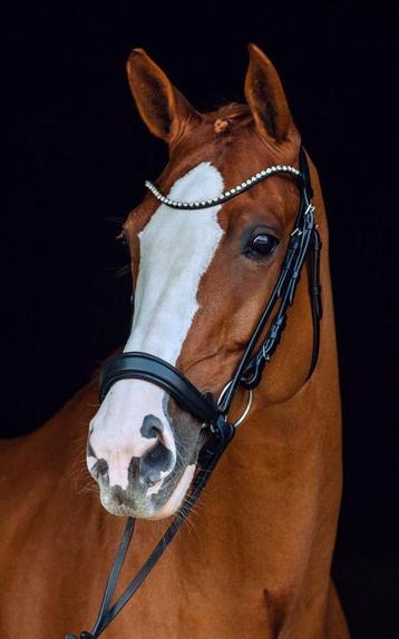 Horze Positano Hannover Anatomisch Hoofdstel maat Cob beschikbaar voor biedingen