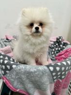 Pomeriaan puppy, Dieren en Toebehoren, Particulier, 15 weken tot 1 jaar, Reu, Buitenland