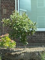 Gratis boompje, Tuin en Terras, Planten | Bomen, Ophalen, Overige soorten