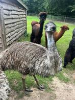 Lieve emoes te koop, Dieren en Toebehoren, Pluimvee, Meerdere dieren