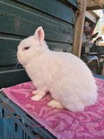 Lief kleurdwerg voedster, Dieren en Toebehoren, Vrouwelijk, Dwerg, 3 tot 5 jaar
