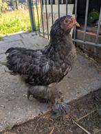 Knappe vent zoekt nieuwe thuis. Brahma haan blauw/grijs, Dieren en Toebehoren, Pluimvee, Mannelijk, Kip