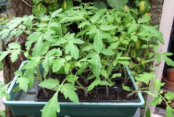 Tomatenplanten - Tomaten - Gifvrij opgevoed. beschikbaar voor biedingen