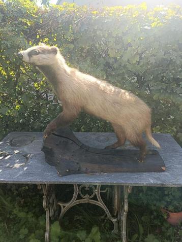 Taxidermie opgezette das beschikbaar voor biedingen