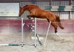 Mooie vos merrie, Dieren en Toebehoren, Paarden, Merrie, L, 7 tot 10 jaar, Recreatiepaard