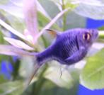 Kegelvlekbarbeel "Black", Dieren en Toebehoren, Vissen | Aquariumvissen, Vis, Zoetwatervis, Schoolvis