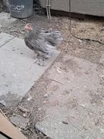 Cochin kriel hennen, Dieren en Toebehoren, Pluimvee, Vrouwelijk, Kip