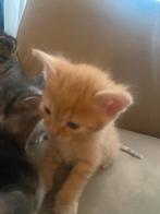 Kittens, Ophalen of Verzenden