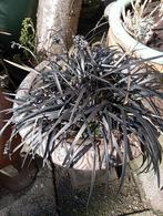 Zwart gras  .Ophionpogon ., Volle zon, Vaste plant, Siergrassen, Ophalen of Verzenden