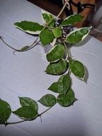 Hoya lacunosa asami wonosobo variegata, Huis en Inrichting, Kamerplanten, Ophalen of Verzenden, Halfschaduw, Minder dan 100 cm