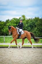 Zeer gave grote KWPN ruin, Dieren en Toebehoren, Paarden, Ruin, Dressuurpaard