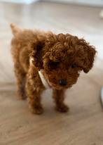 Toy Poodle, HCC (leverziekte), 8 tot 15 weken, Eén hond, Nederland