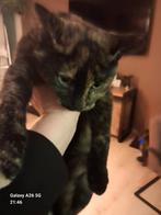 Donker schildpad poesje,  geënt en gechipt., Dieren en Toebehoren, Katten en Kittens | Overige Katten, Poes