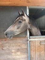 Onwijs brave 3 jarige merrie, goede afstamming, Dieren en Toebehoren, Paarden, Merrie, B, 160 tot 165 cm, 3 tot 6 jaar