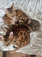 Bengaalse kittens te koop, Dieren en Toebehoren, Katten en Kittens | Raskatten | Korthaar, Meerdere dieren, Ontwormd