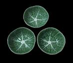 Bordallo Pinheiro koolblad schaaltjes small 12 cm, Verzenden, Nieuw, Glas of Kopje