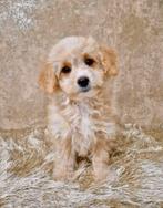 Prachtige boomer x toy poedel pups, Nederland, Overige rassen, CDV (hondenziekte), 8 tot 15 weken