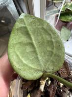 Hoya silver heart, Huis en Inrichting, Kamerplanten, Verzenden, Overige soorten, Halfschaduw, Minder dan 100 cm