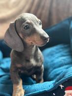 Blue en tan reutje, Dieren en Toebehoren, Honden | Teckels en Dashonden, Reu, CDV (hondenziekte), 8 tot 15 weken, Korthaar