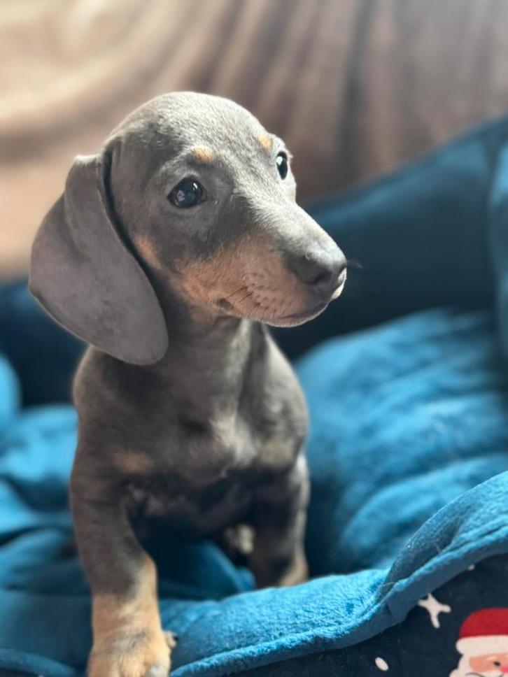 Blue en tan reutje, Dieren en Toebehoren, Honden | Teckels en Dashonden, Reu, Korthaar, Dwerg, Particulier, Eén hond, Nederland