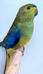 Blauwvleugelparkiet man, Dieren en Toebehoren, Mannelijk, Parkiet