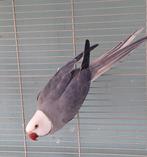 2 mannelijke halsbandparkieten 2 en 5 jaar. Prijs per stuk, Mannelijk, Parkiet, Geringd