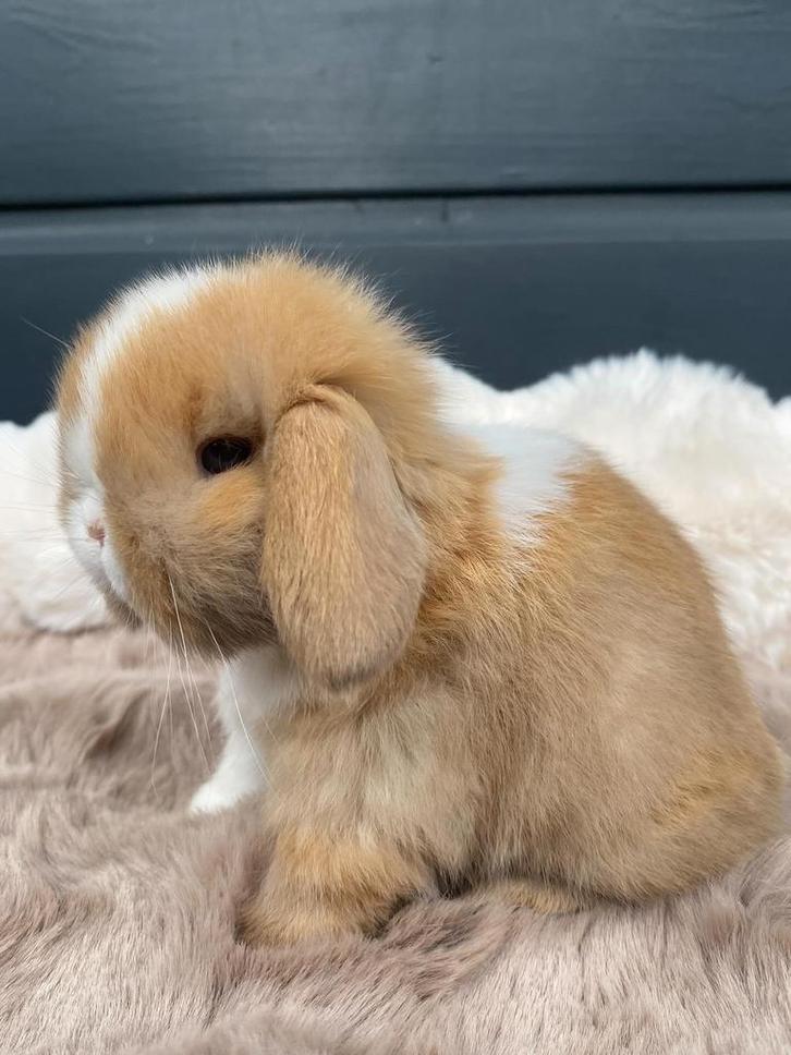 Prachtig, zuiver minilop konijntje beschikbaar!, Dieren en Toebehoren, Konijnen, Dwerg, Mannelijk, 0 tot 2 jaar, Hangoor