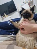 Lieve katje, Dieren en Toebehoren, Katten en Kittens | Overige Katten, Kater, 0 tot 2 jaar