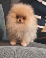 Pomeriaan puppy mini teefje en reutje bearface fci stamboom, Dieren en Toebehoren, Keeshond, 8 tot 15 weken, Meerdere, Meerdere dieren