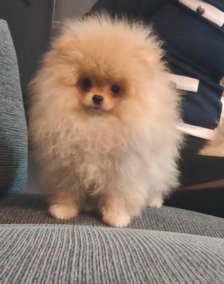 Pomeriaan puppy mini teefje en reutje bearface fci stamboom, Dieren en Toebehoren, Honden | Poolhonden, Keeshonden en Oertypen