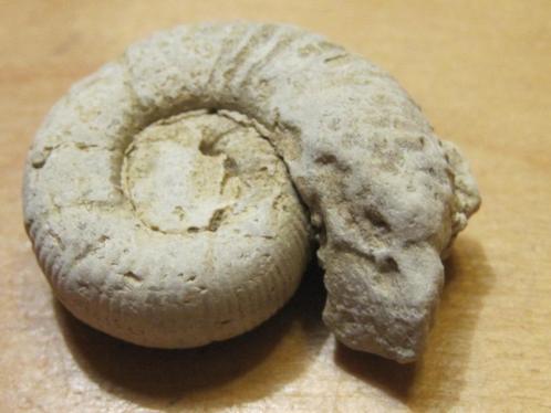 min. 4x ruwe fossiel AMMONIET (6), Verzamelen, Mineralen en Fossielen, Mineraal, Verzenden