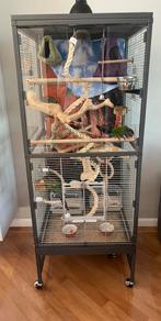 Een sierraad in je woning met verlichting/warmtelamp dimbaar, Dieren en Toebehoren, Vrouwelijk, Parkiet