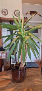Yucca inclusief pot, Ophalen, Overige soorten, Minder dan 100 cm