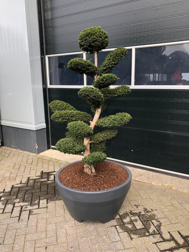 Tuinbonsai japanse esdoorn azalea japonica, Tuin en Terras, Planten | Bomen, Overige soorten, 100 tot 250 cm, Halfschaduw, Lente