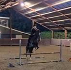 Verzorgpaard/pony gezocht!, Ophalen, Nieuw
