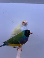 Koppel lutino gouldamadine’s, Meerdere dieren, Tropenvogel, Geringd