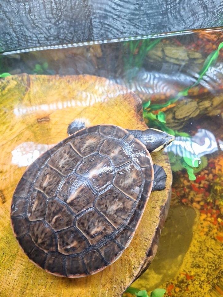 Roodwang buik schildpad