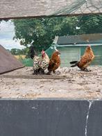 Sablepoot kippen te koop, Dieren en Toebehoren, Pluimvee