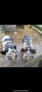 Twee lieve Kune kune varkens, Dieren en Toebehoren, Schapen, Geiten en Varkens, Mannelijk, Varken, 3 tot 5 jaar
