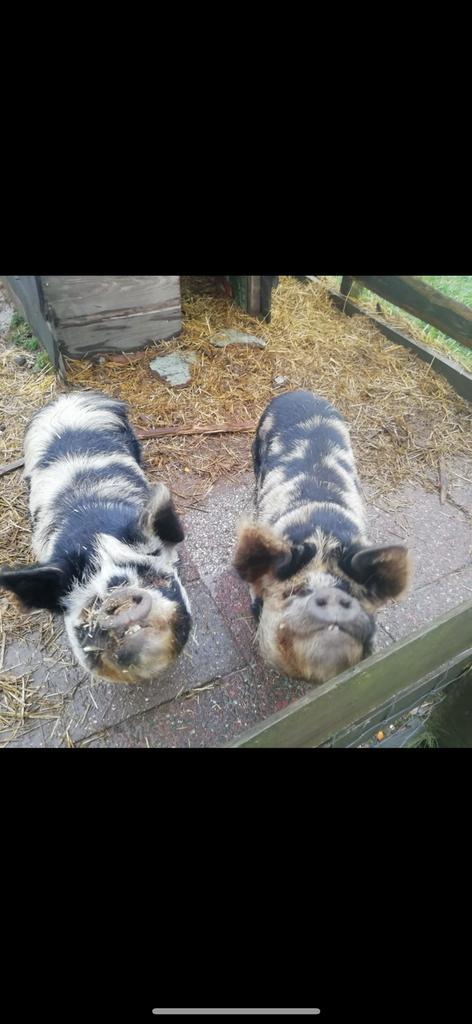 Twee lieve Kune kune varkens, Dieren en Toebehoren, Schapen, Geiten en Varkens, Varken, Mannelijk, 3 tot 5 jaar