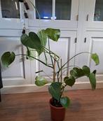 🪴Monstera Deliciosa🪴Kamerplant OPHALEN, Ophalen, Overige soorten, Halfschaduw, Minder dan 100 cm