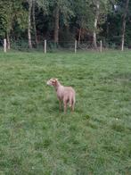 Dek ram nolana, Dieren en Toebehoren, Schapen, Geiten en Varkens, Mannelijk, Schaap, 0 tot 2 jaar