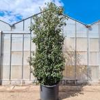 Portugese Laurier XXL, Overige soorten, Lente, 100 tot 250 cm, Ophalen