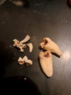 Dierlijke botten en tanden, Verzamelen, Ophalen of Verzenden, Gebruikt, Wild dier, Schedel